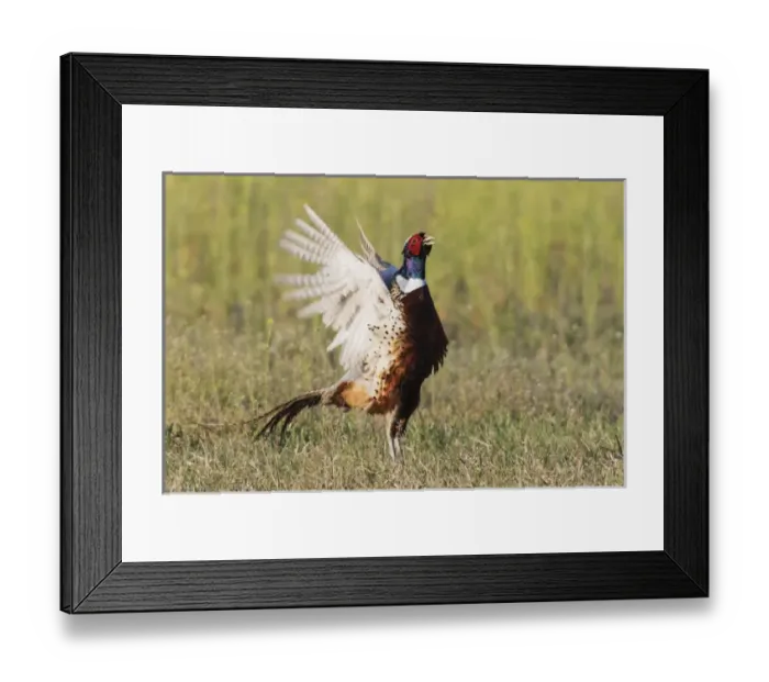 Framed Print : Ring-necked Pheasant;Courtship Display & Crow