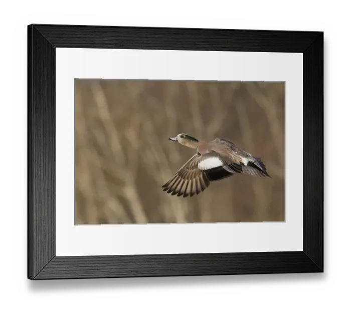 Framed Print : American Wigeon in Flight Framed Print : American Wigeon in Flight