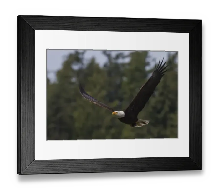 Framed Print : Bald Eagle with Meal Framed Print : Bald Eagle with Meal