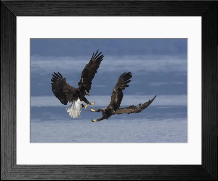 Framed Print : Bald Eagles, Dispute Framed Print : Bald Eagles, Dispute