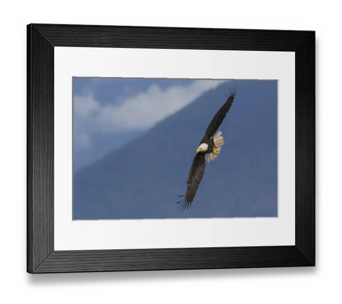 Framed Print : Bald Eagle