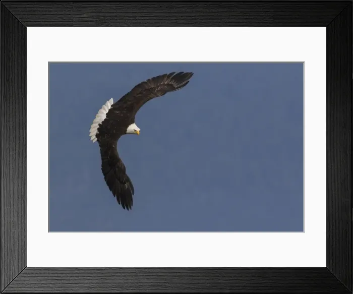 Framed Print : Bald Eagle
