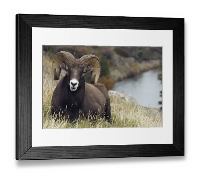 Framed Print : Rocky Mountain Bighorn Sheep Ram Framed Print : Rocky Mountain Bighorn Sheep Ram
