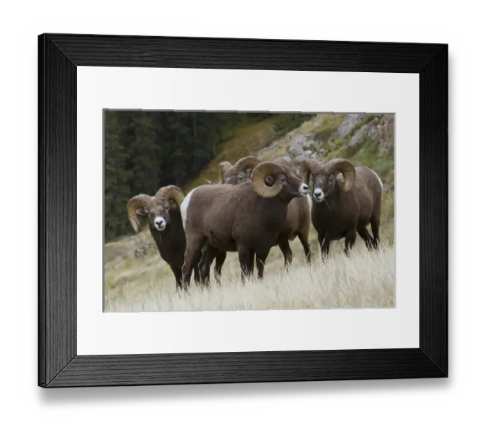 Framed Print : Rocky Mountain Bighorn Sheep Rams