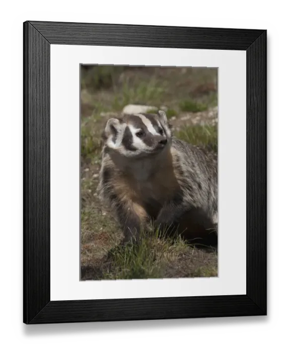 Framed Print : American Badger Framed Print : American Badger