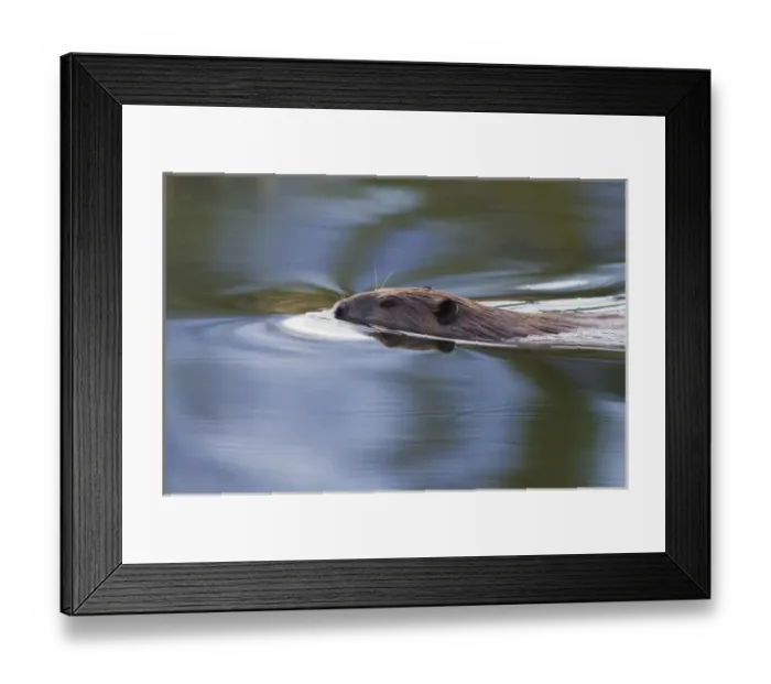 Framed Print : American Beaver Swimming in Pond Framed Print : American Beaver Swimming in Pond