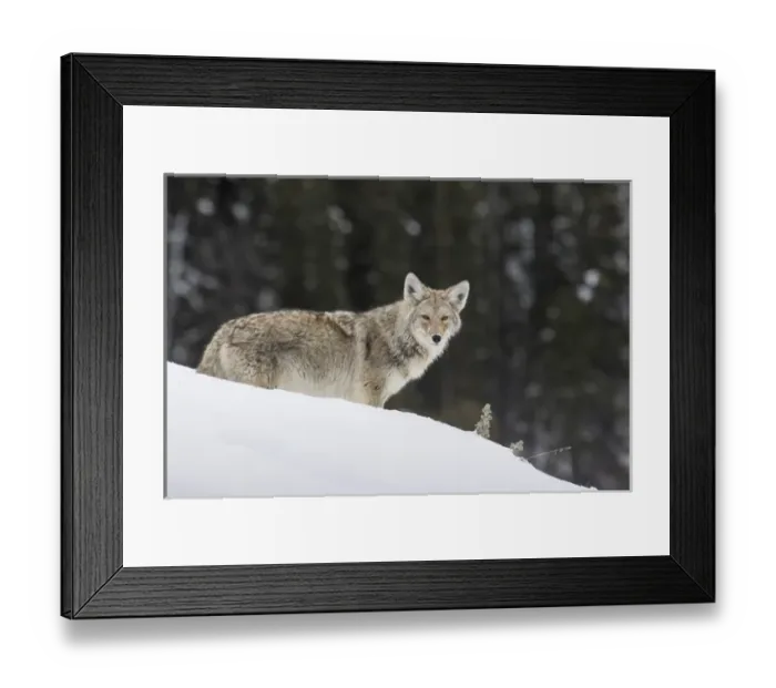 Framed Print : Coyote in Winter