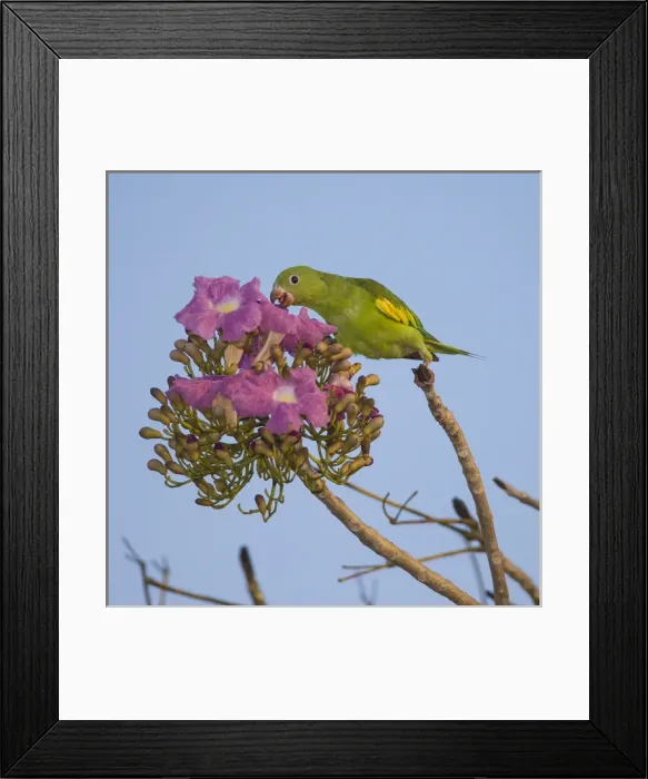 Framed Print : South America. Brazil. A yellow-chevroned parakeet (Brotogeris chiriri) harvesting Framed Print : South America. Brazil. A yellow-chevroned parakeet (Brotogeris chiriri) harvesting