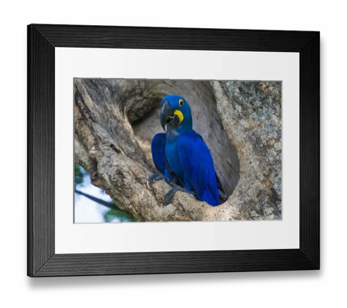 Framed Print : South America. Brazil. Hyacynth macaw (Anodorhynchus hyacinthinus), a vulnerable species of parrot Framed Print : South America. Brazil. Hyacynth macaw (Anodorhynchus hyacinthinus), a vulnerable species of parrot