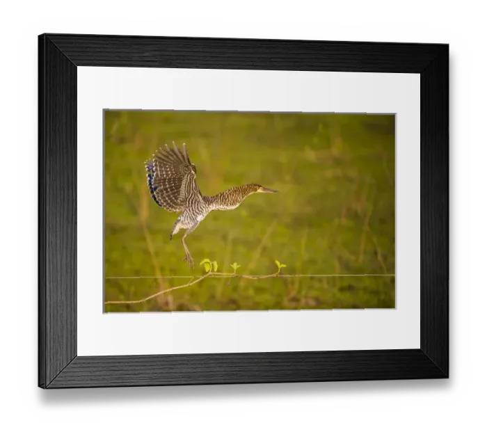 Framed Print : South America. Brazil. An immature rufescent tiger heron (Tigrisoma lineatum) flies Framed Print : South America. Brazil. An immature rufescent tiger heron (Tigrisoma lineatum) flies