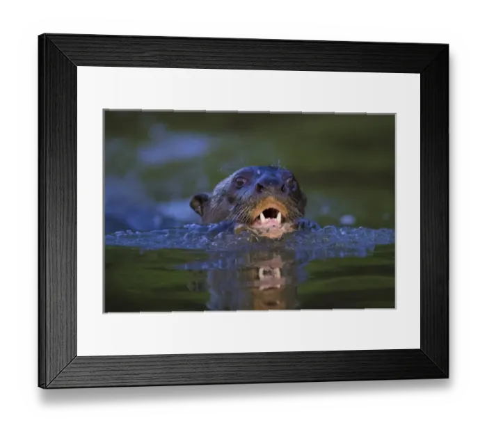 Framed Print : South America. Brazil. Giant river otter (Pteronura brasiliensis) is found in slow-moving Framed Print : South America. Brazil. Giant river otter (Pteronura brasiliensis) is found in slow-moving