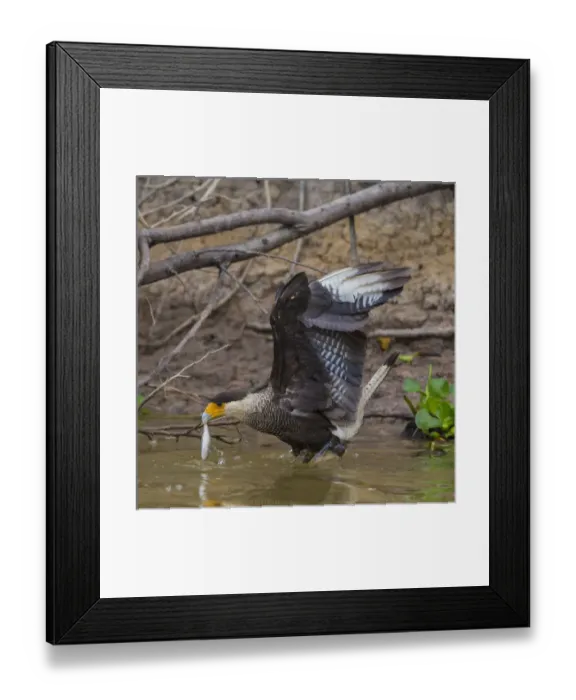 Framed Print : South America. Brazil. Crested Caracara (Caracara plancus) is a raptor related to falcons Framed Print : South America. Brazil. Crested Caracara (Caracara plancus) is a raptor related to falcons