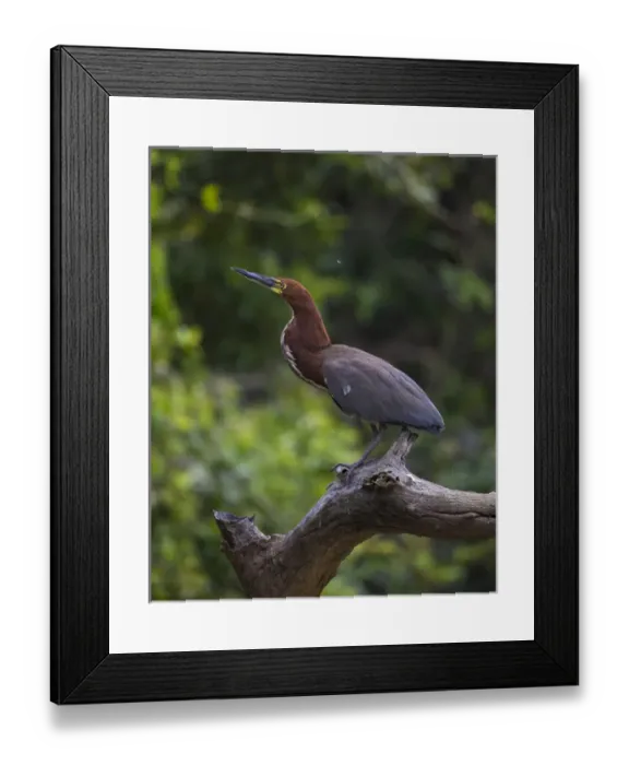 Framed Print : South America. Brazil. A rufescent tiger heron (Tigrisoma lineatum) perches on a Framed Print : South America. Brazil. A rufescent tiger heron (Tigrisoma lineatum) perches on a