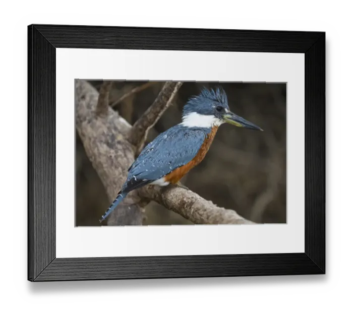 Framed Print : South America. Brazil. An Amazon kingfisher (Chloroceryle amazona) with a small captured