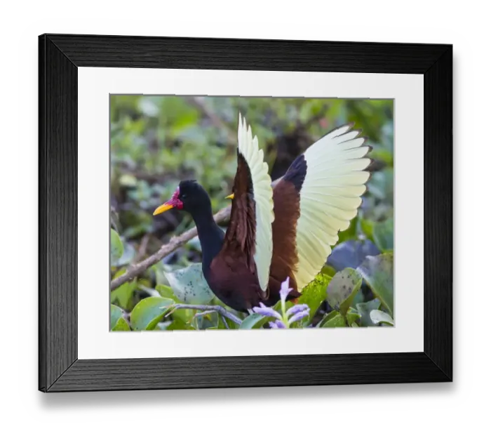 Framed Print : South America. Brazil. A wattled jacana (Jacana jacana) wades along the shore in the Pantanal