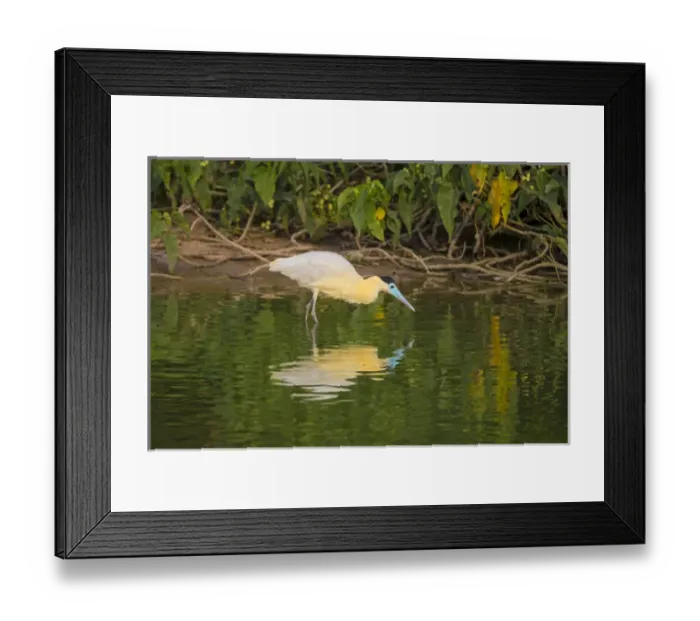 Framed Print : South America. Brazil. A capped heron (Pilherodius pileatus) wades along a lakeshore