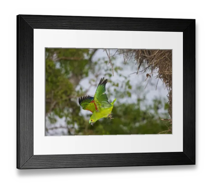Framed Print : South America. Brazil. A blue-fronted parrot (Amazona aestiva) dives from the nest in the Pantanal Framed Print : South America. Brazil. A blue-fronted parrot (Amazona aestiva) dives from the nest in the Pantanal