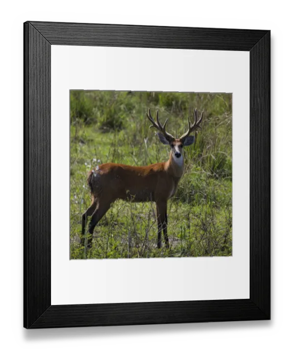 Framed Print : South America. Brazil. A male marsh deer (Blastocerus dichotomus) has not yet shed Framed Print : South America. Brazil. A male marsh deer (Blastocerus dichotomus) has not yet shed