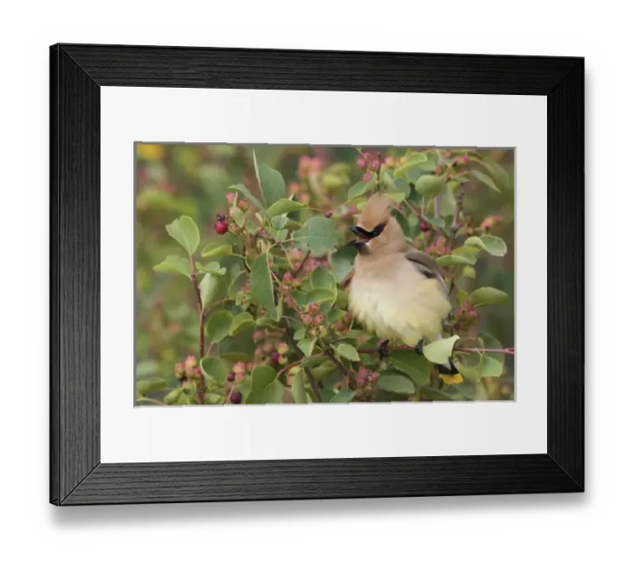 Framed Print : Cedar Waxwing on Blueberry Bush
