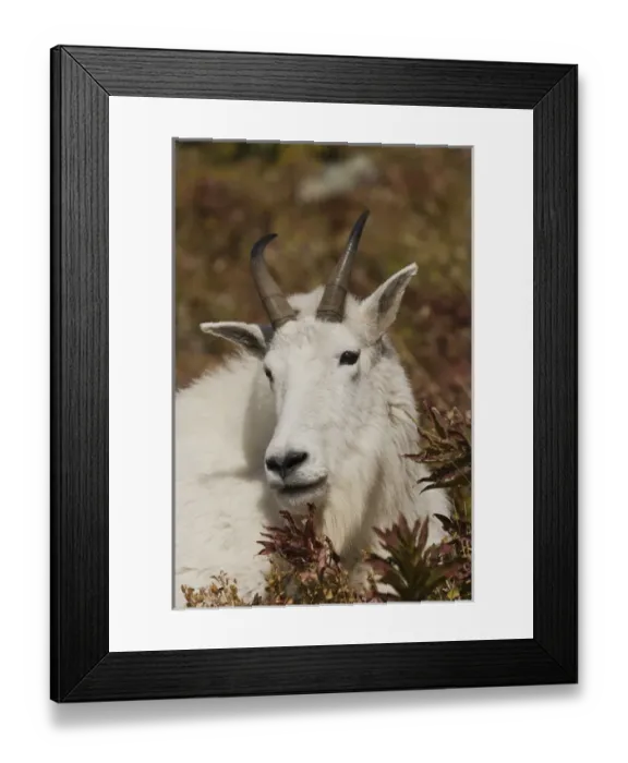 Framed Print : Mountain Goat Portrait Framed Print : Mountain Goat Portrait