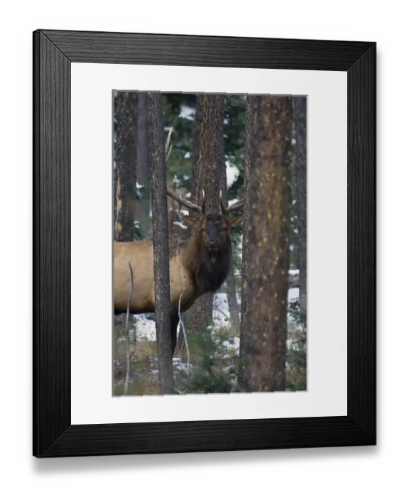 Framed Print : Rocky Mountain Bull Elk in thick timber Framed Print : Rocky Mountain Bull Elk in thick timber