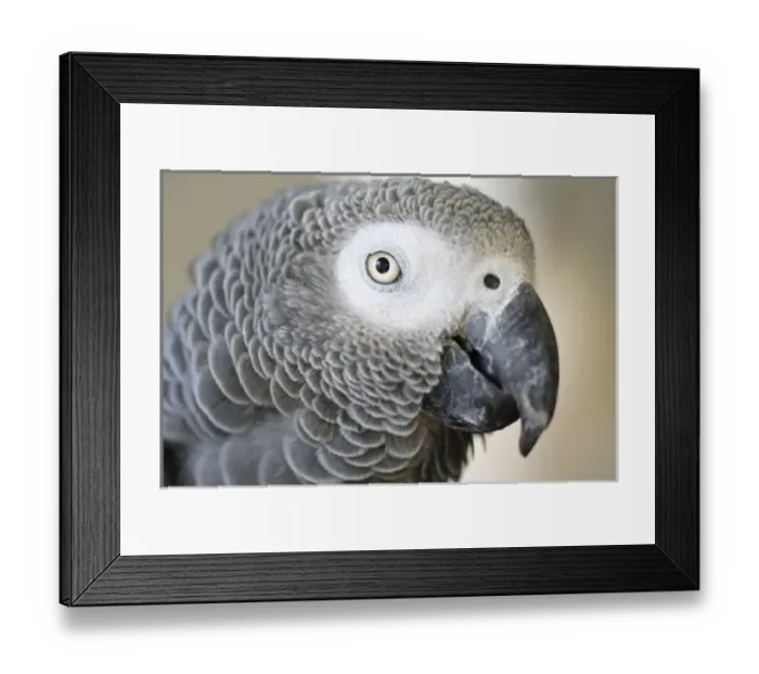 Framed Print : African Grey Parrot face close-up Framed Print : African Grey Parrot face close-up