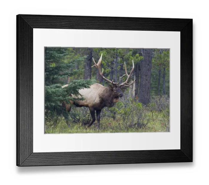 Framed Print : Rocky Mountain Bull Elk