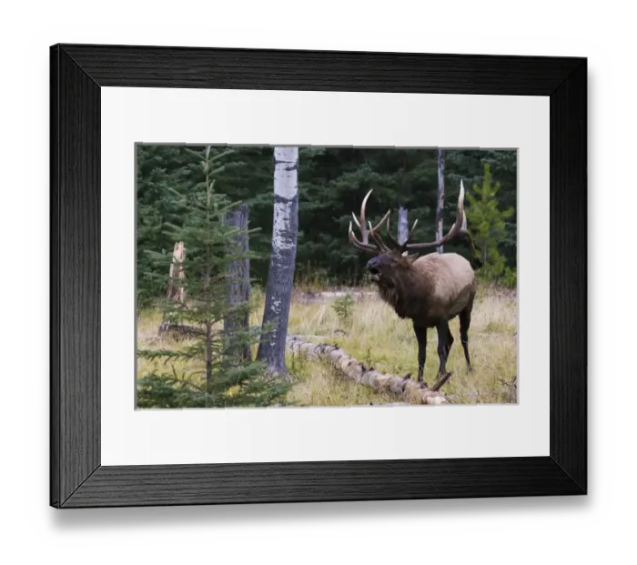 Framed Print : Bull Elk Bugling Framed Print : Bull Elk Bugling