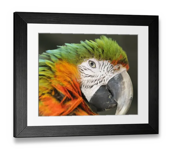Framed Print : Shamrock Macaw, first generation hybrid macaw species. Face closeup Framed Print : Shamrock Macaw, first generation hybrid macaw species. Face closeup