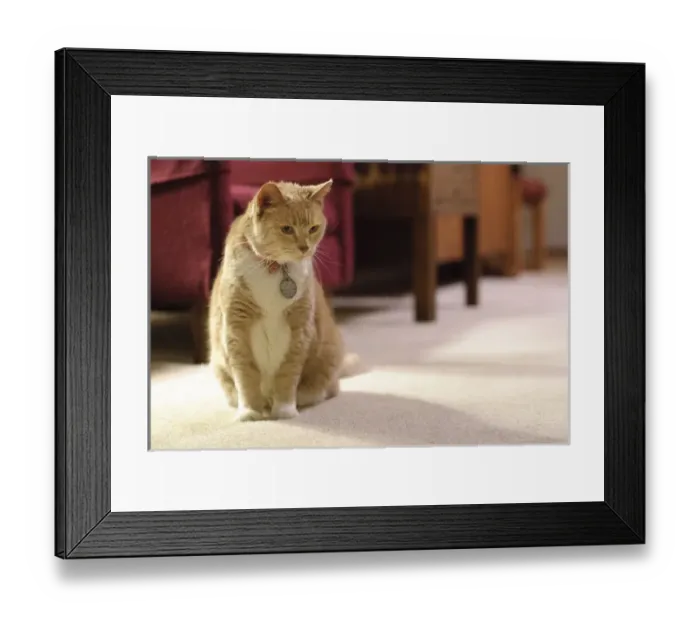 Framed Print : Orange tabby housecat stares into distance, in a living room Framed Print : Orange tabby housecat stares into distance, in a living room