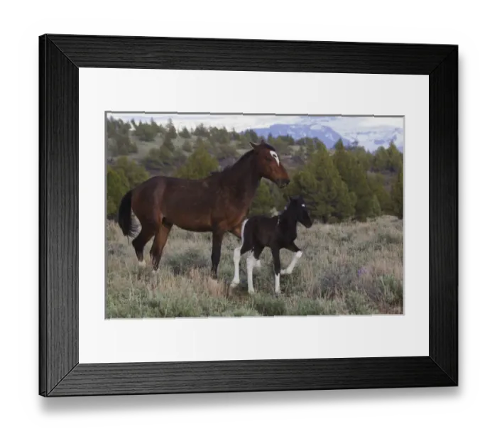 Framed Print : Wild Horses; Mare with Young Colt Framed Print : Wild Horses; Mare with Young Colt