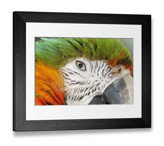 Framed Print : Shamrock Macaw, first generation hybrid macaw species. Face extreme closeup