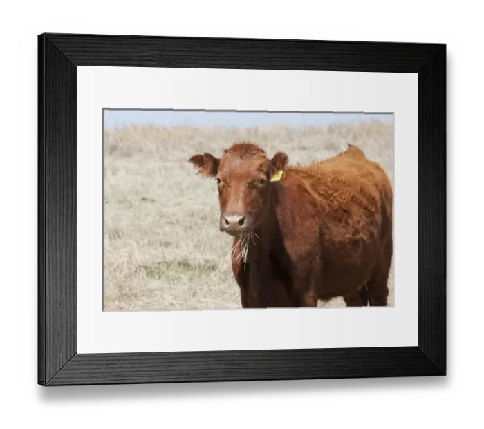 Framed Print : Red Angus cow with grass in mouth