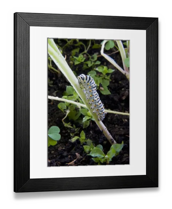 Framed Print : Papilio machaon larva (butterfly of the family Papilionidae)
