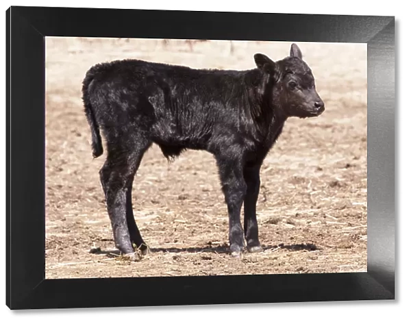 Black angus calf standing in pasture