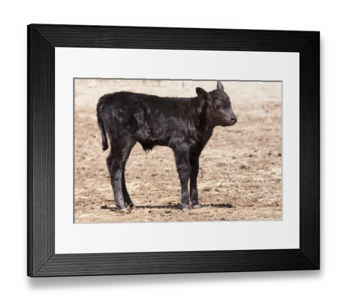 Framed Print : Black angus calf standing in pasture Framed Print : Black angus calf standing in pasture