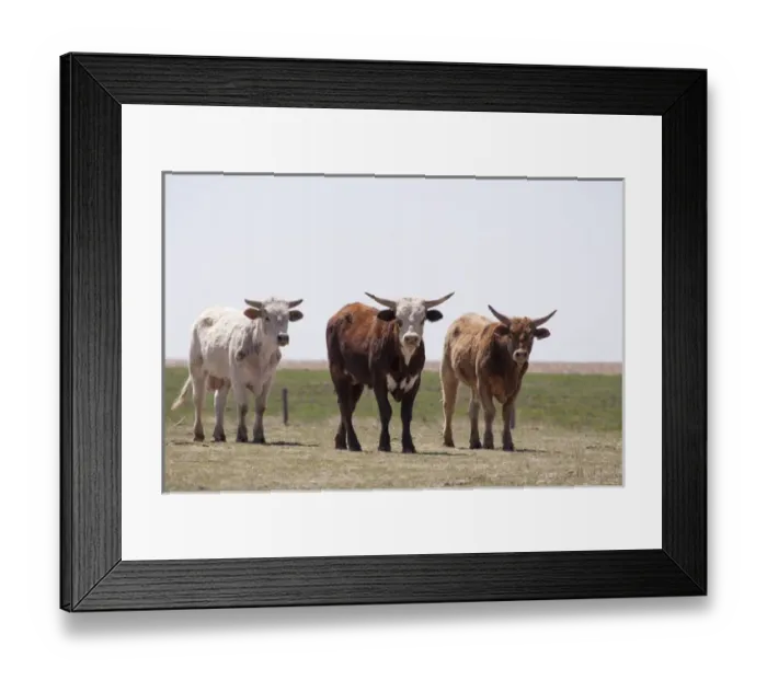 Framed Print : three brahma bulls standing in pasture Framed Print : three brahma bulls standing in pasture