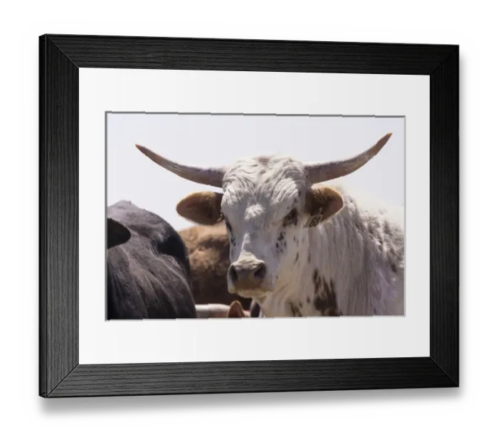 Framed Print : Brahma bull, hump on back Framed Print : Brahma bull, hump on back