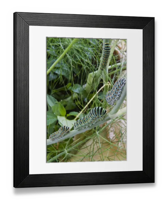Framed Print : Papilio machaon larvae (butterfly of the family Papilionidae) Framed Print : Papilio machaon larvae (butterfly of the family Papilionidae)