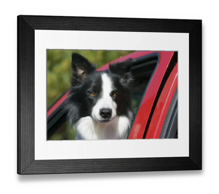 Framed Print : Purebred Border Collie looking out red truck window Framed Print : Purebred Border Collie looking out red truck window