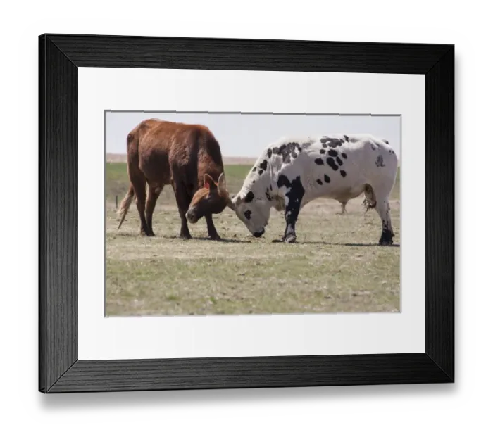 Framed Print : cow and bull bumping heads two, 2 brahma bulls bumping heads Framed Print : cow and bull bumping heads two, 2 brahma bulls bumping heads
