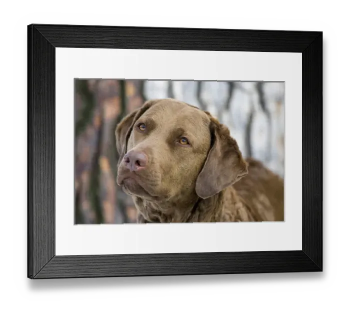 Framed Print : Purebred Chesapeake Bay Retriever, intense, eyes Framed Print : Purebred Chesapeake Bay Retriever, intense, eyes
