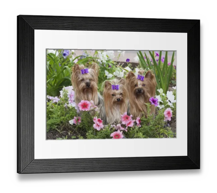 Framed Print : Purebred Yorkshire Terrier in flowers Framed Print : Purebred Yorkshire Terrier in flowers