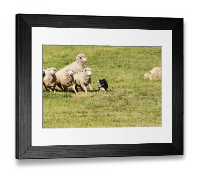 Framed Print : Purebred Border Collie, working sheep, taking charge Framed Print : Purebred Border Collie, working sheep, taking charge
