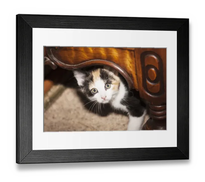 Framed Print : Domestic Calico kitten peeking out under furniture