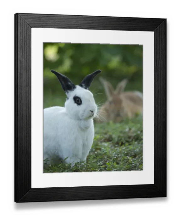 Framed Print : Black and White Rex Rabbit with doe in background, Oryctolagus cuniculus