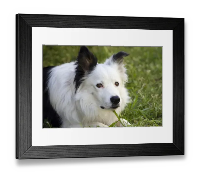 Framed Print : Purebred Border Collie, head shot