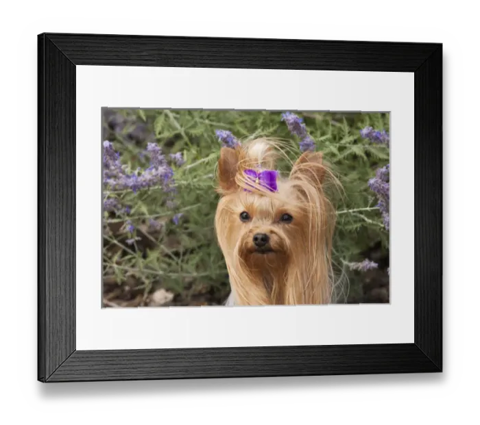 Framed Print : Purebred Yorkshire Terrier purple bow, flowers Framed Print : Purebred Yorkshire Terrier purple bow, flowers