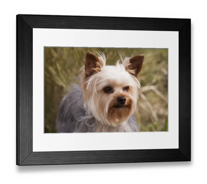 Framed Print : Purebred Yorkshire Terrier Framed Print : Purebred Yorkshire Terrier