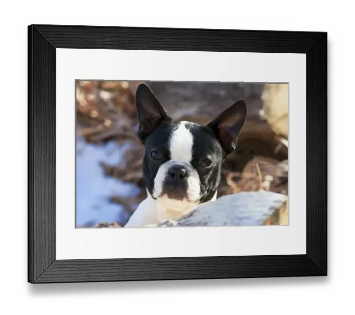 Framed Print : Purebred Boston Terrier, puppy Framed Print : Purebred Boston Terrier, puppy